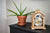 Hermle Tischuhr 30x21x14 cm Holz • Mondphase • Westminster-Melodie